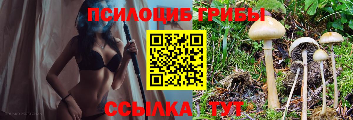 Тында  дарнет шоп  Вход с VPN  Псилоцибиновые грибы мицелий 